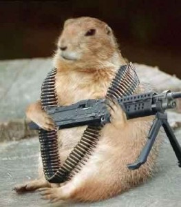 groundhog